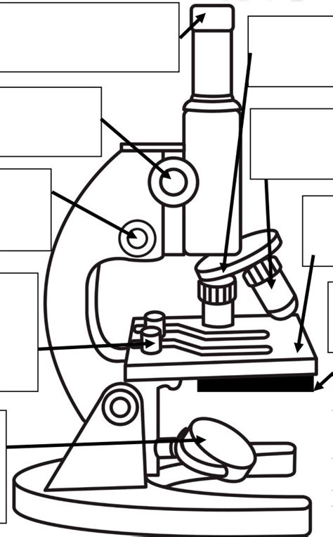 Unit 1 Biology Summative Microscope Parts Diagram Quizlet