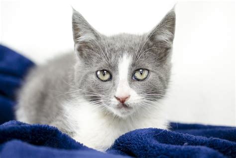 Gray and White Kitten with Cat Toy, Animal Shelter Adoption Photo Stock ...