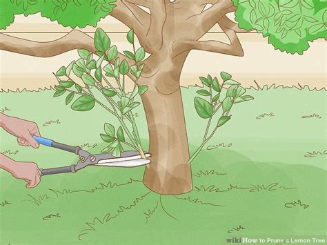 The Best Way To Prune A Lemon Tree Wikihow