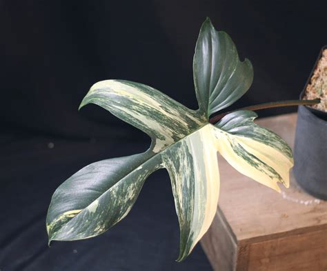 Philodendron Florida Beauty A