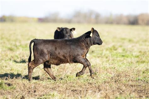 Black Angus Cattle in a Pasture in Late Autumn Stock Photo - Image of baby, bovine: 132784324