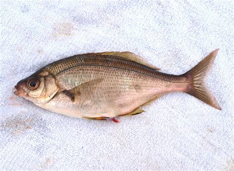 Sharpnose Seaperch - Pier Fishing in California