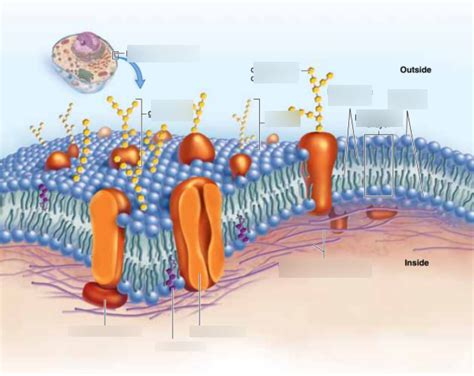 Diagram of Cytoskeleton | Quizlet 