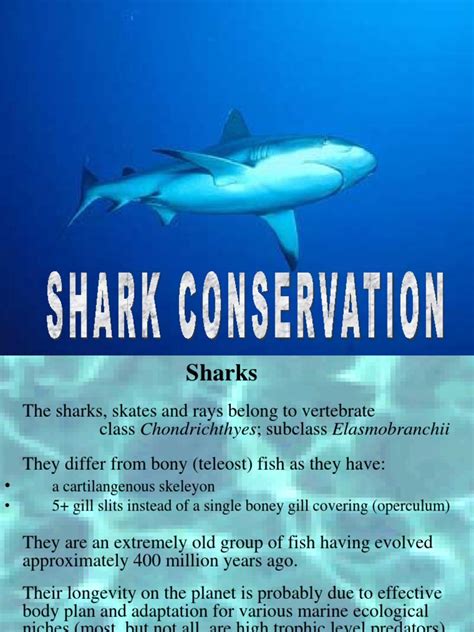 Shark Conservation | PDF | Sharks | Senses