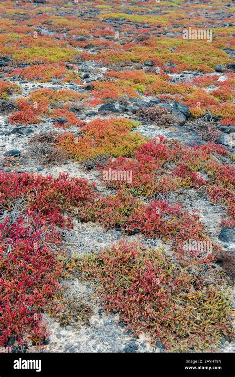 Plantas De Sesuvium Edmonstonei Endémicas En La Isla South Plaza En