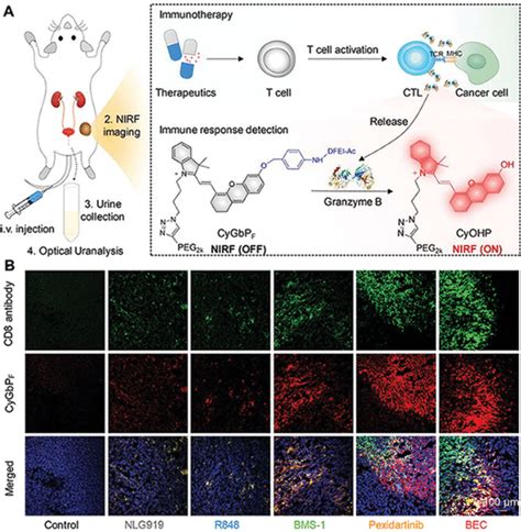 A Granzyme Bactivatable Macromolecular Nir Fluorescence Probe For