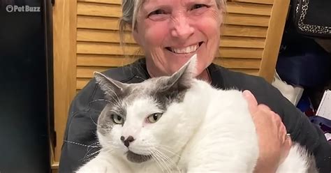 Giant 42lb Feline Steals Hearts and Finds Home Instantly - Pet Buzz