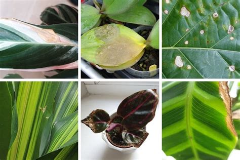 Brown Spots On Houseplant Leaves Causes And Solutions Smart Garden Guide