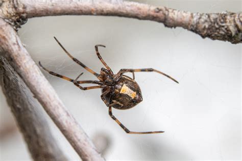 Spider Venom Types Effects And Treatments Glenlivet Wildlife