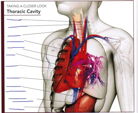 Thoracic Cavity Diagram | Quizlet