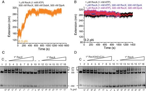 Pdf Bacillus Subtilis Reca With Dprassba Antagonizes Recx Function