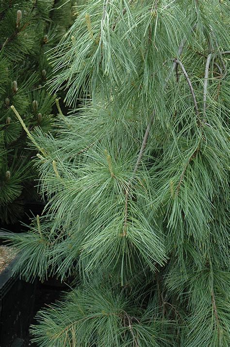 Weeping White Pine Pinus Strobus Pendula In Inver Grove Heights