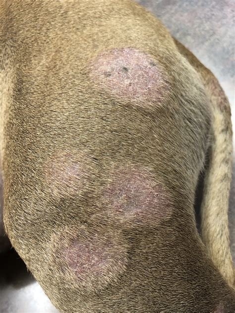 Veterinarian in Green Bay, WI - Countrycare Animal Complex