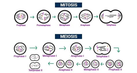 Perbedaan Pembelahan Mitosis Dan Meiosis Materi Kimia