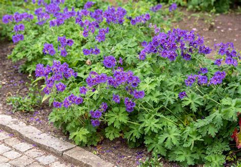 Cranesbill Geranium