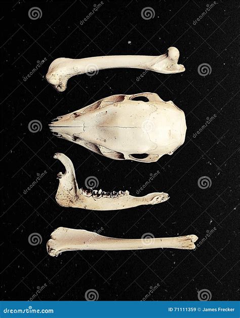 Animal Bones Royalty-Free Stock Photo | CartoonDealer.com #10008333