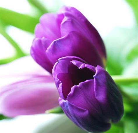 List 92 Pictures Pictures Of Purple Tulips Completed