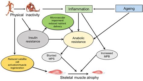 A Schematic To Summarize The Reported Effects Of Physical Inactivity On