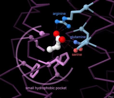 Pdb Molecule Of The Month Odorant Receptors