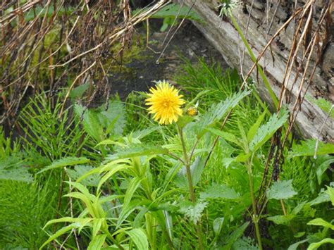 Dandelions From Lanark County ON Canada On June 3 2019 At 02 04 PM