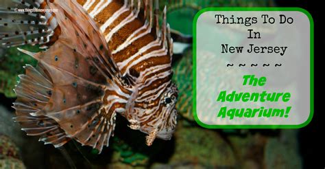 Things To Do In New Jersey - The Adventure Aquarium - Things to Do In ...