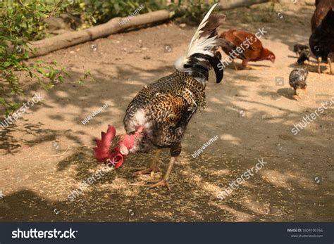Naked Neck Rooster Chicken Feeding Paddy Stock Photo Shutterstock