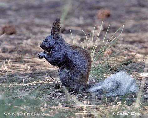 Kaibab squirrel - Alchetron, The Free Social Encyclopedia