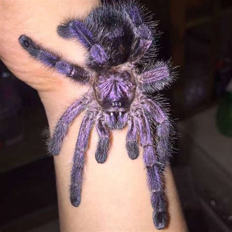 Avicularia purpurea (Purple Pinktoe Tarantula) - HappyForestStore