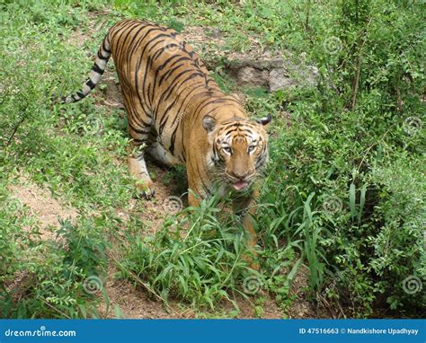 Tiger Eating Grass Stock Photos - Download 303 Royalty Free Photos