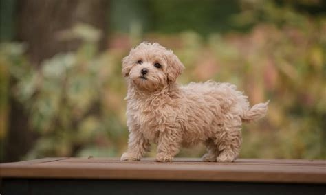 10 Incredible Maltipoo Facts Wikipoint Wiki Point