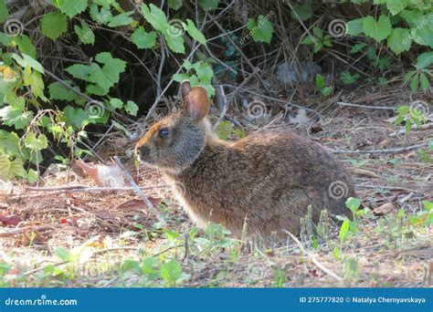 American Rabbit On Grass In Florida Nature Stock Photo Image Of Wild