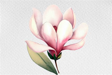 Watercolor Magnolia Flower Clipart Png Graphic By Design Store