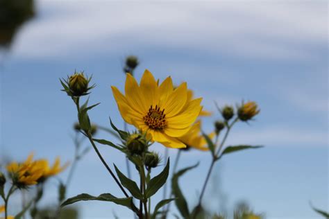 Helianthus Divaricatus – The Native Plant Gardener