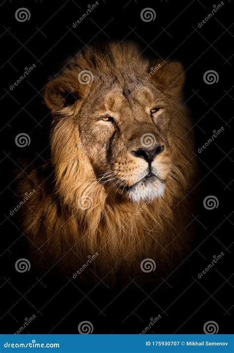 Lion Portrait On A Black Background Lying Around And Looking