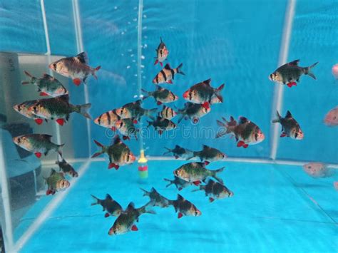 Variety Species of Freshwater Fishes in the Aquarium. Stock Image - Image of fish, shunbunkin ...