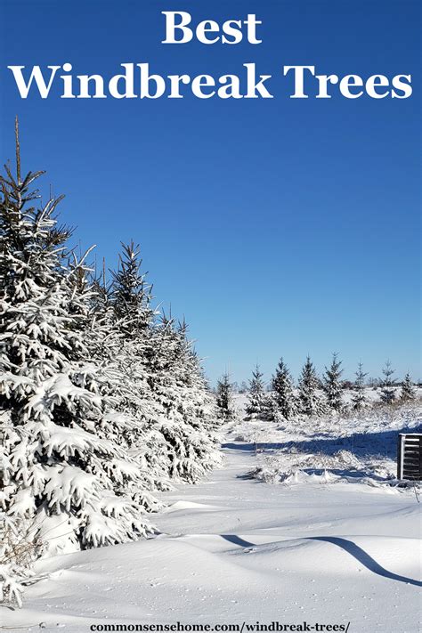 Best Windbreak Trees for Warm or Cold Climates