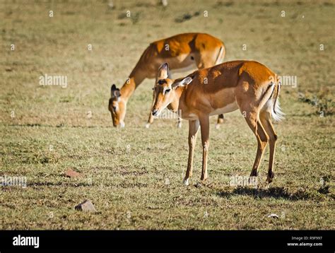 Antelope on the African savannah. Natural environment antelope habitat ...