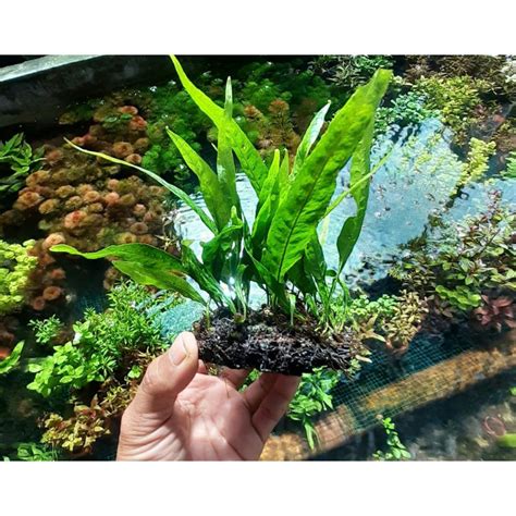 Jual Kadaka Java Fern Media Lempeng Pakis Tanaman Aquascape Hiasan