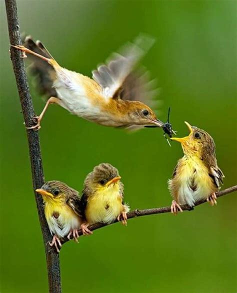 Birds feeding babies 😍 — Steemit