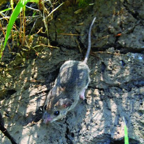 Peromyscus maniculatus · Earth@Home: Biodiversity