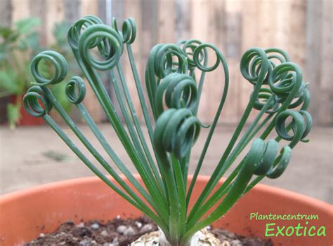 Albuca Spiralis Frizzle Sizzle Plantencentrum Exotica