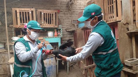 MINAGRI vacunó más de 185 mil aves contra enfermedad Newcastle en Ica