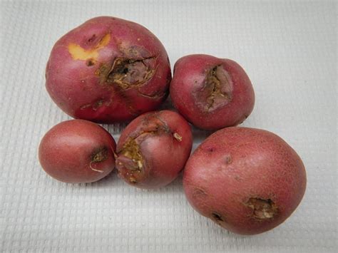 Treat It Right Managing Fusarium Dry Rot With Seed Treatments Potato