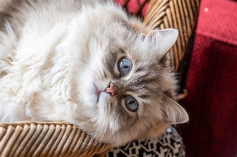 Siberian Cat Prices In Purchase Cost Vet Bills And Other Costs