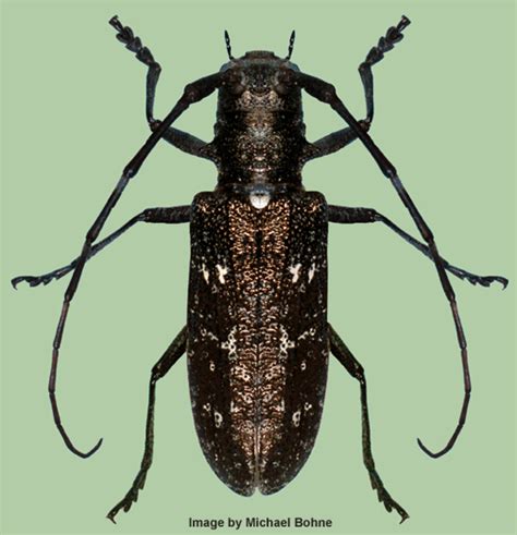 White Spotted Sawyer Beetle