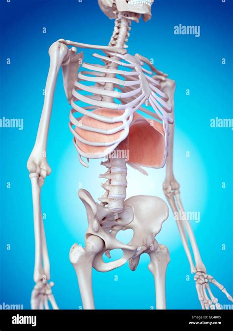 Diaphragm Structure High Resolution Stock Photography And Images Alamy