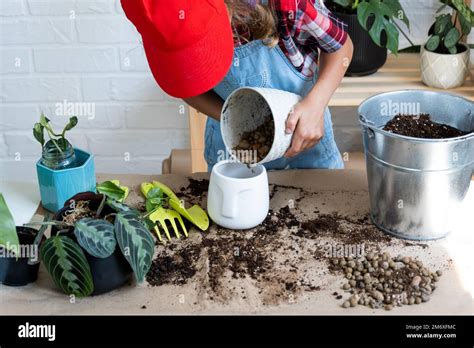 Girl Replant A Potted Houseplant Maranta Into A New Soil With Drainage