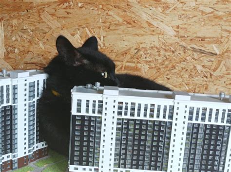 Котзилла | Пикабу