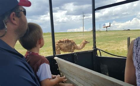 Take An Unforgettable Tour Of A Bison Ranch On This Wyoming Train.