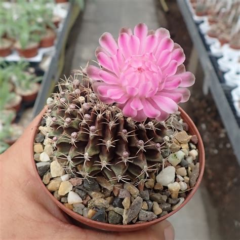 Gymnocalycium Anisitsii V Cristata Cristata Uhlig Kakteen Ber